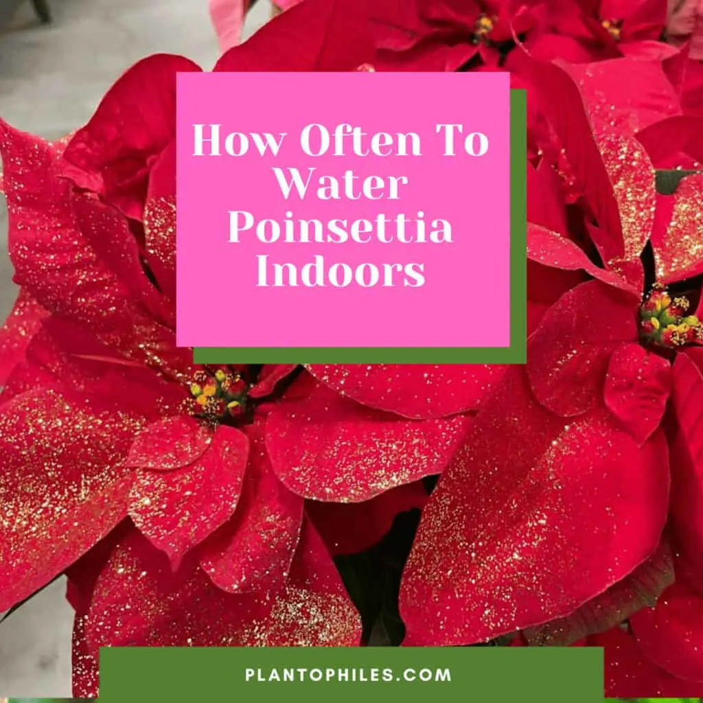 How Often To Water Poinsettia Indoors