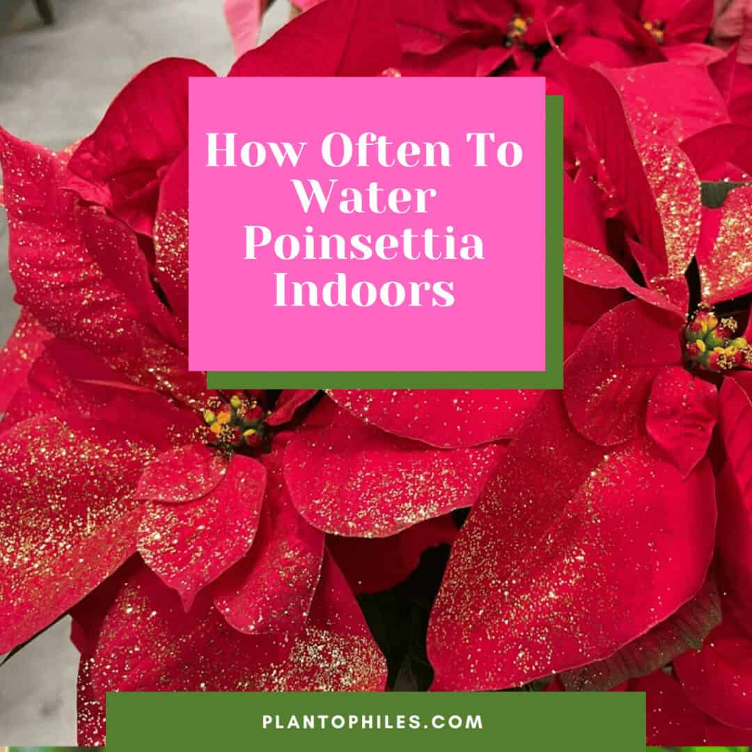 How Often Do You Water A Poinsettia Plant Indoors? Best Tips