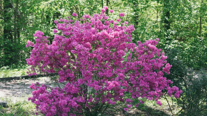 How to Dig Up Azalea Bushes? Do This!