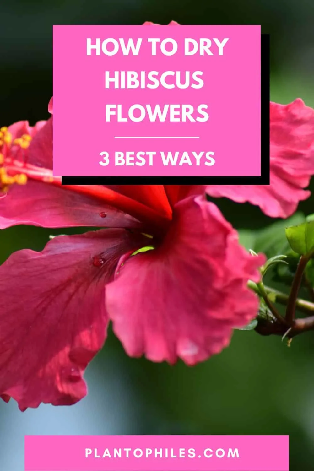 How to Dry Hibiscus Flowers - 3 Best Ways