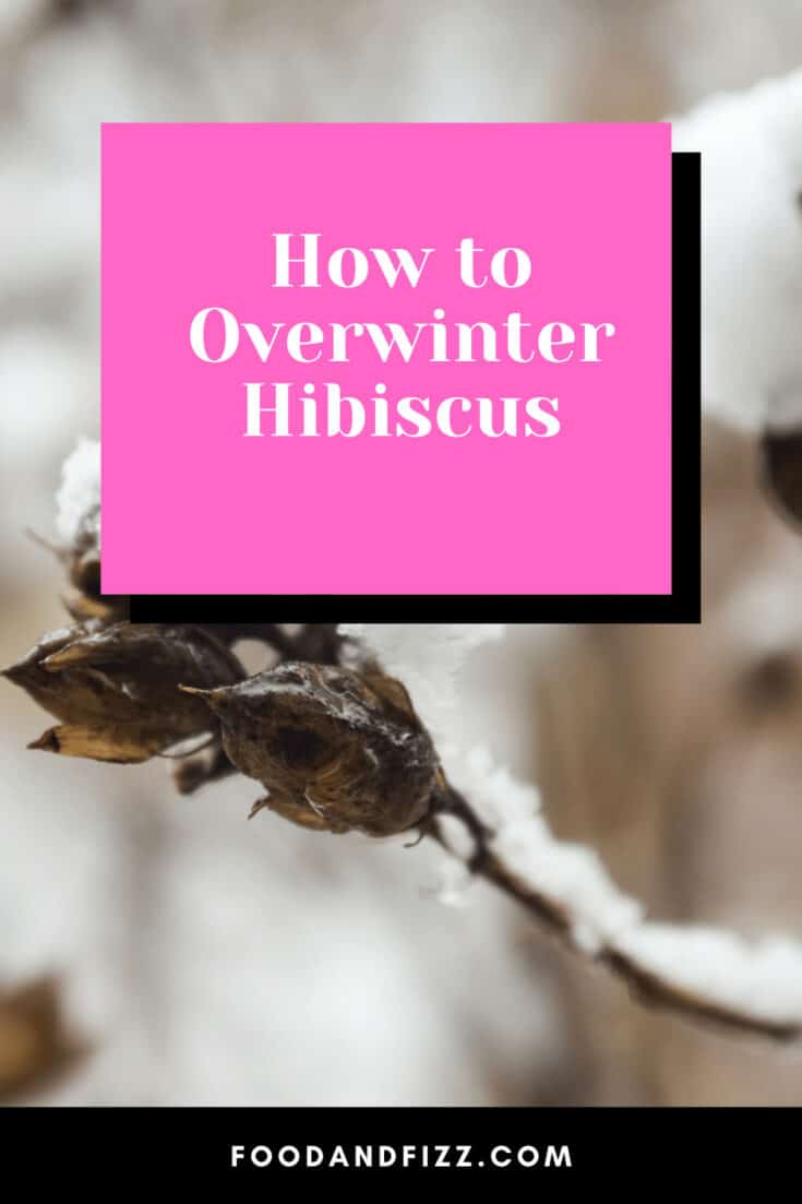 How to Overwinter Hibiscus