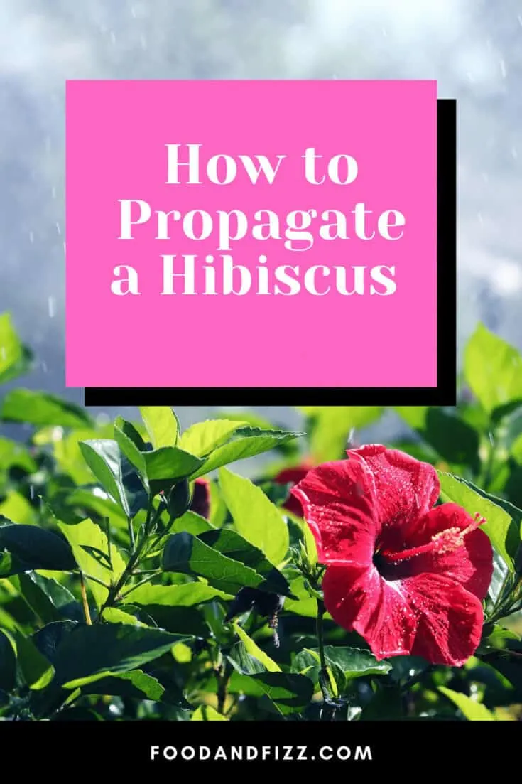 How to Propagate a Hibiscus