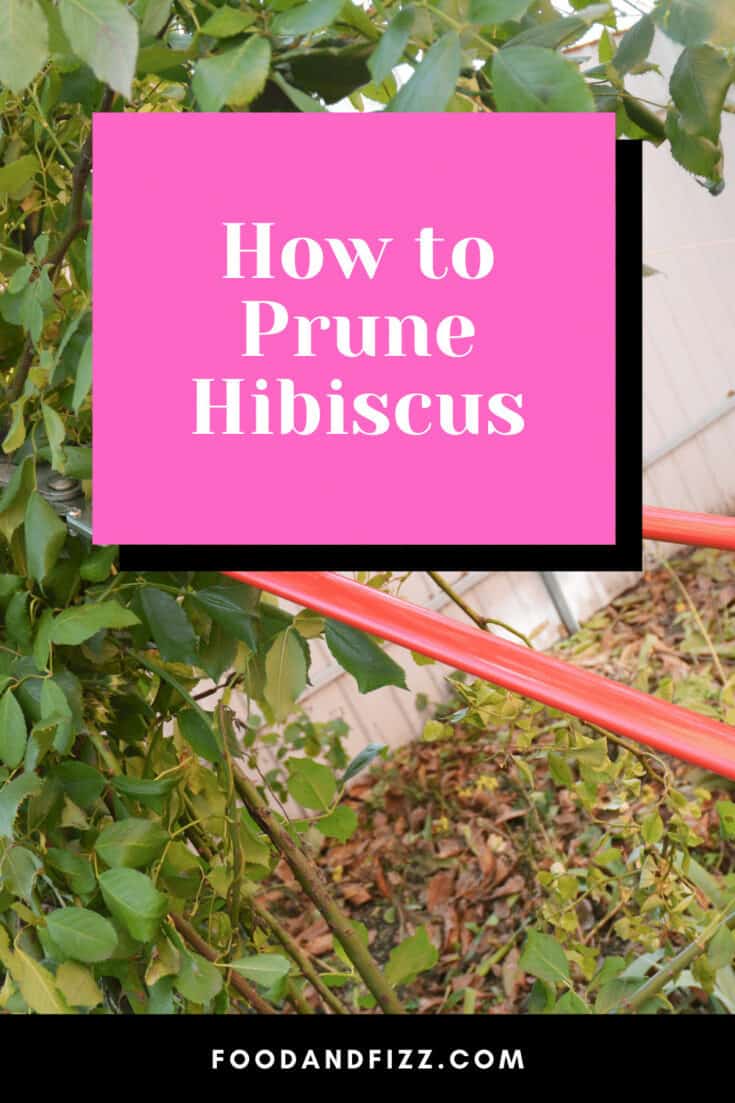 How to Prune Hibiscus