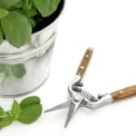 How to Prune a Leggy Basil Plant to Make it Bushy