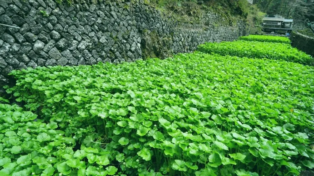 Japanese Horseradish