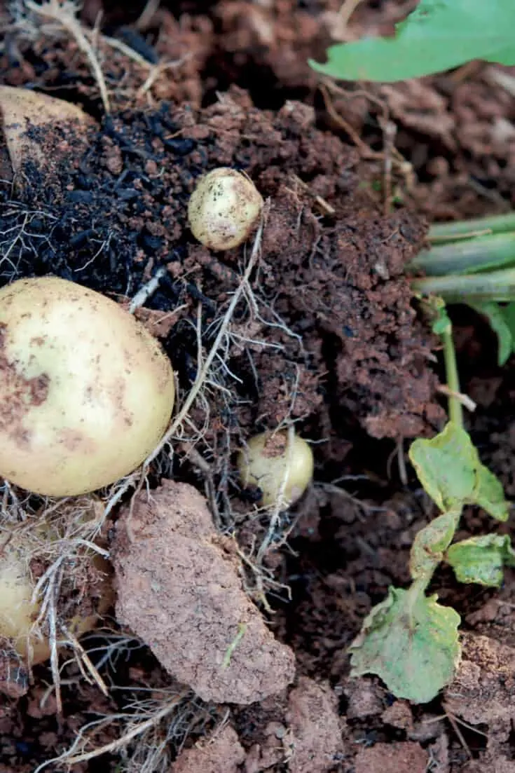 Late variety potatoes take 110-120 days to grow