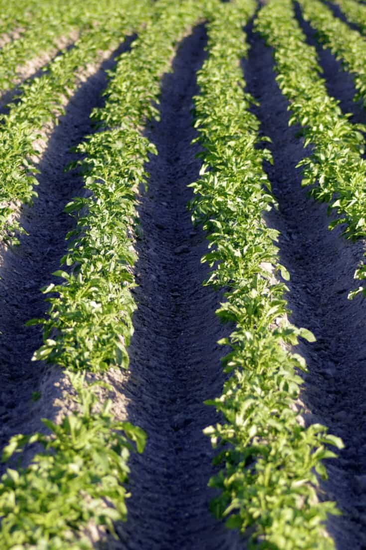 Mid-season potato varieties take up to 100 days to grow