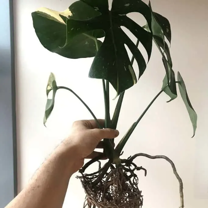 Monstera Thai Constellation growing in leca. Look at the roots!