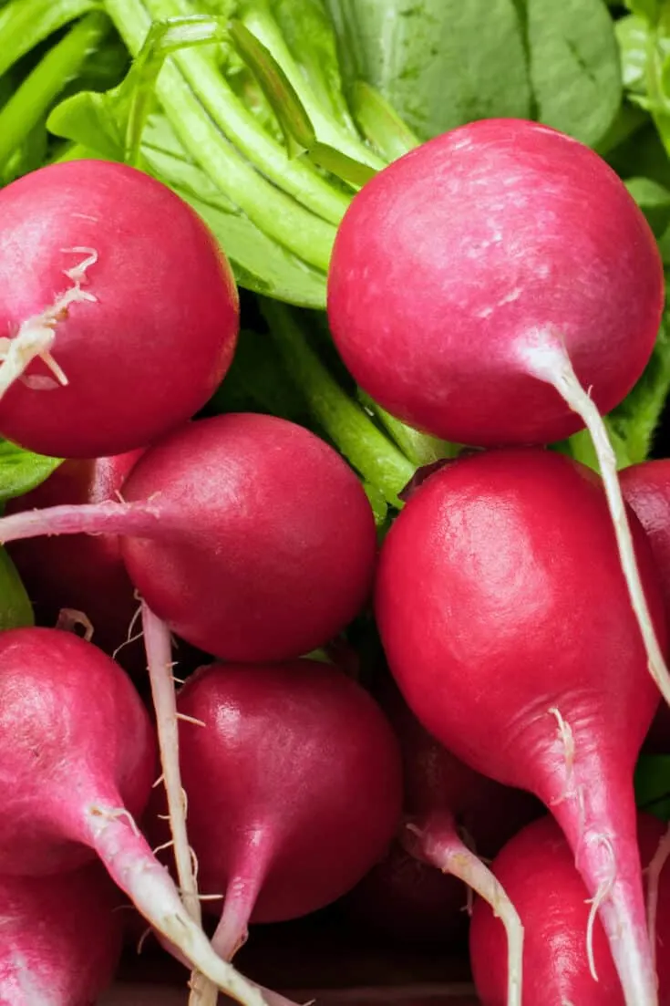 Plant Radishes in early May before the summer heat and harvest them within weeks