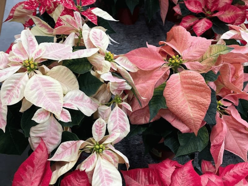 Poinsettias are available in many colors. What we call flowers are actually bracts. These are modified leaves