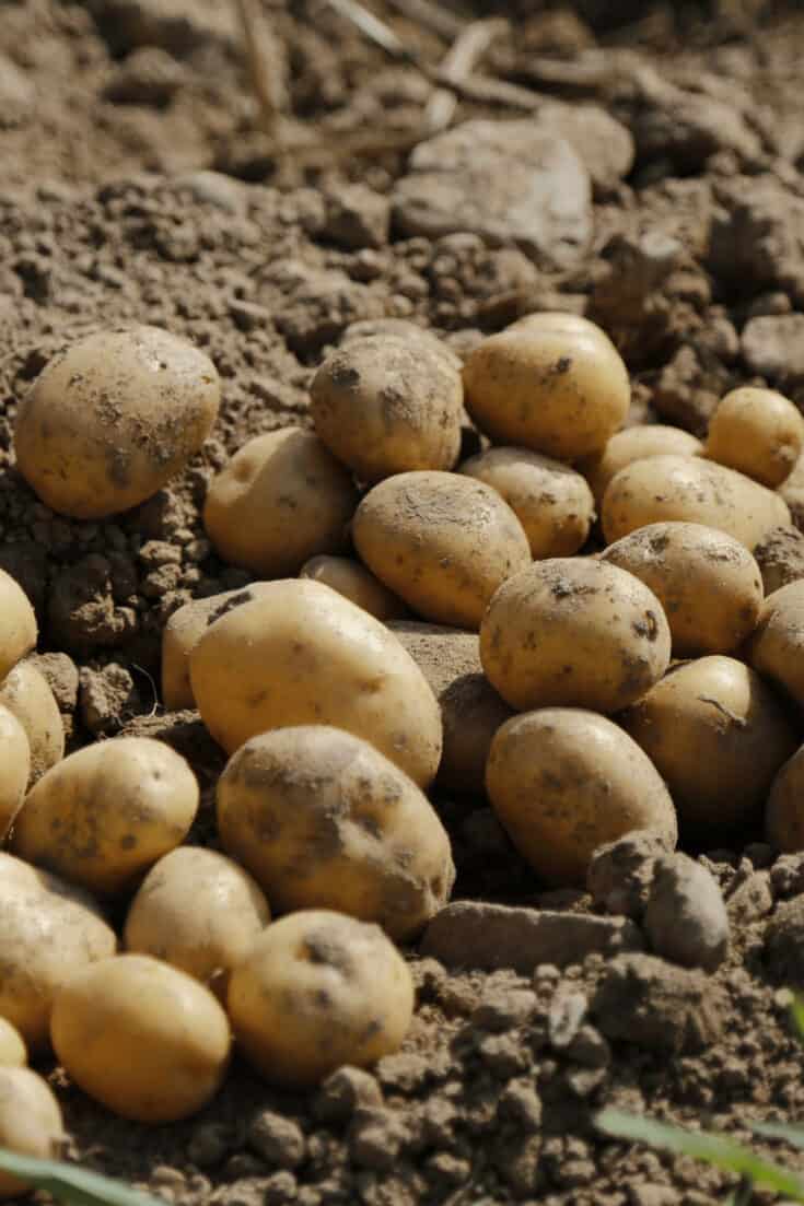 Potatoes take between 75 to 130 days to grow