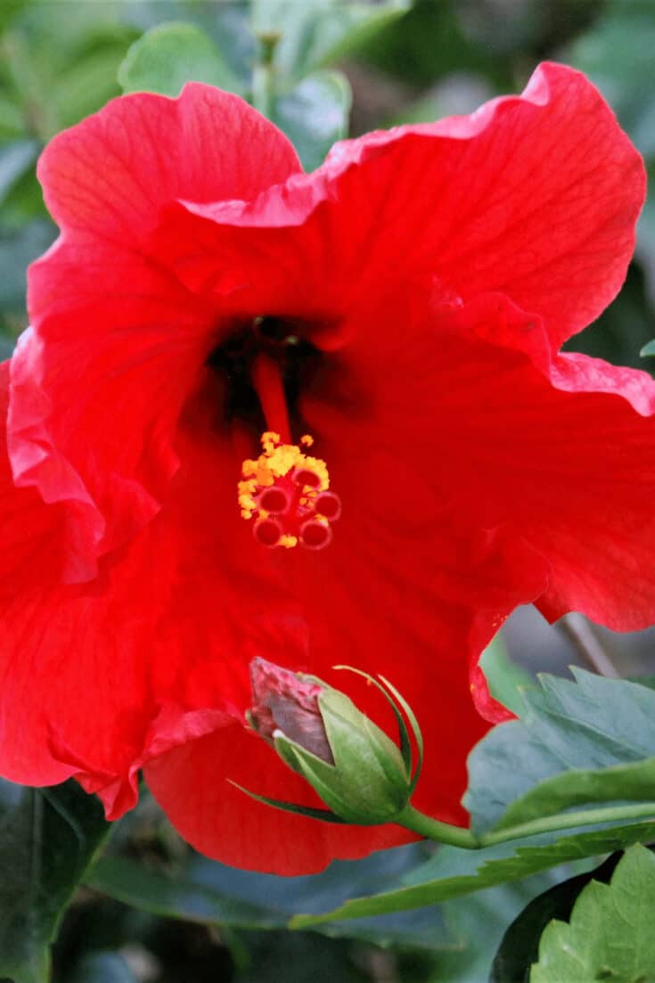 Provide mulch to protect hibiscus from deep freeze outdoors over winter
