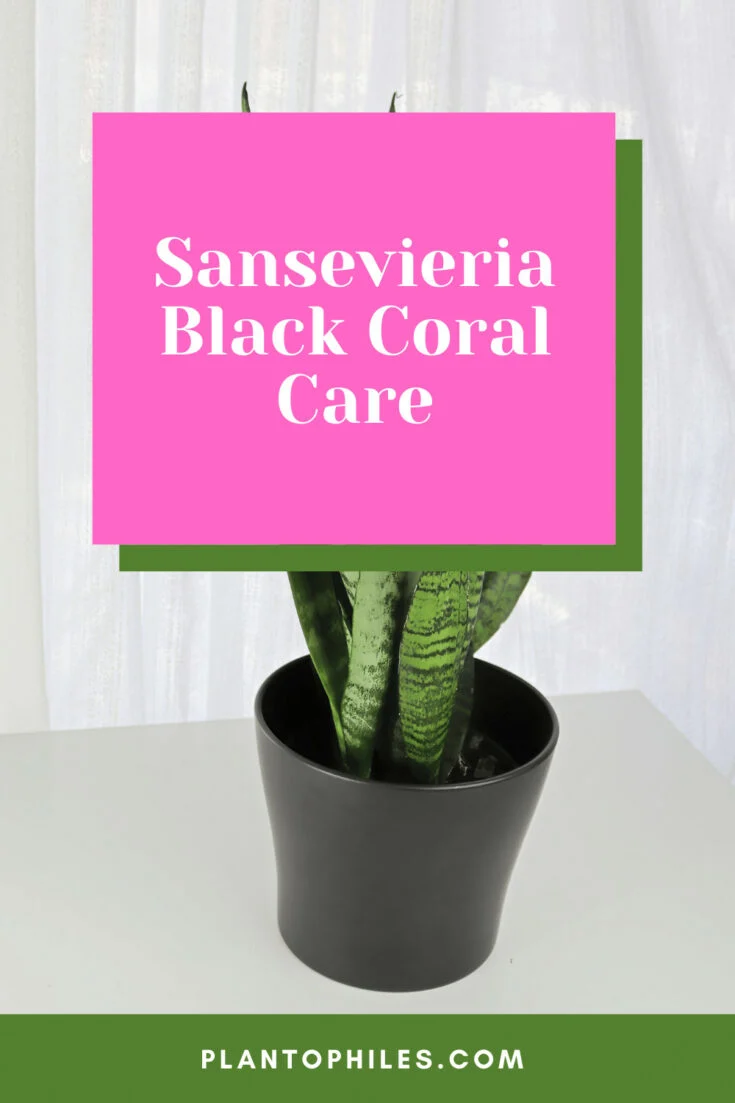 Sansevieria Black Coral Care