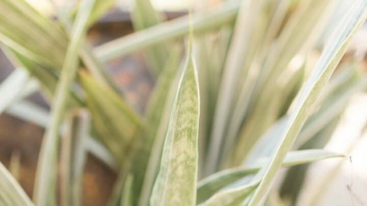 Sansevieria Silver Queen Care — All there Is to Know!