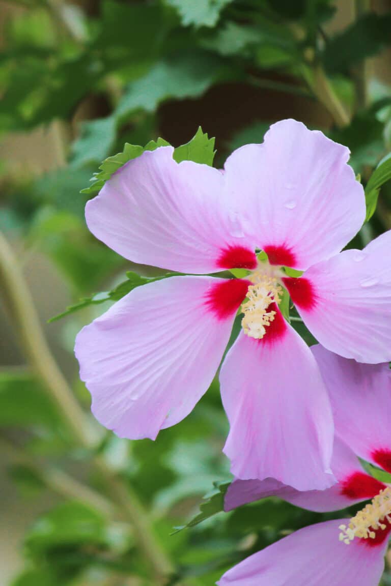 How To Propagate A Hibiscus - #1 Best Guide!