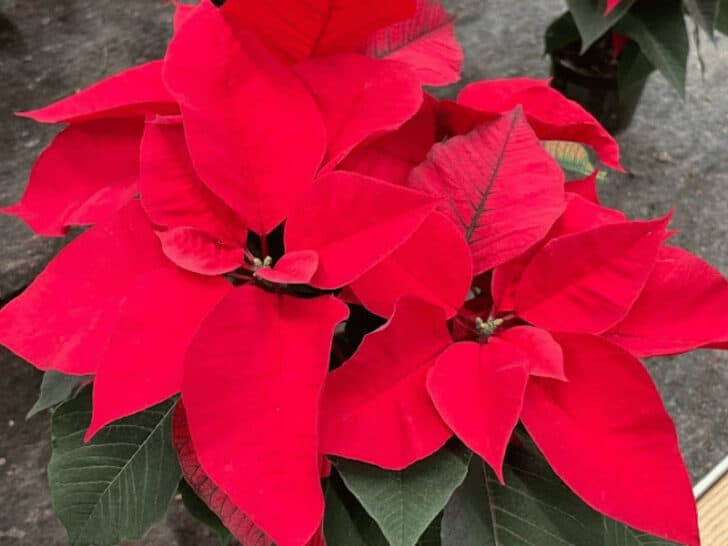 How Often Do You Water A Poinsettia Plant Indoors? Best Tips