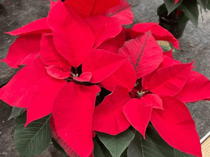 Water a poinsettia weekly