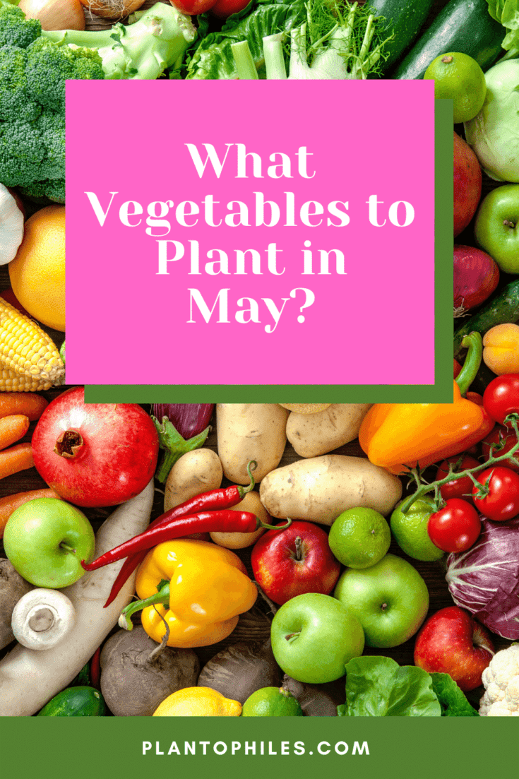What Vegetables to Plant in May?