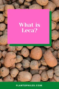 What is Leca