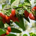 How Big Can a Goji Berry Bush Get - Let's See! 4