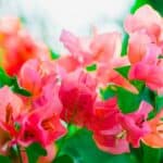 Why is my Bougainvillea not Blooming? The Answer 4