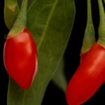 Goji Berry Planting Tips for More Fruits 7
