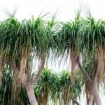 Ponytail Palm Diseases and the Pests that Cause Them 6