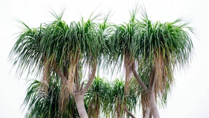 Ponytail Palm Problems — Your Ultimate Guide to a Healthy Plant