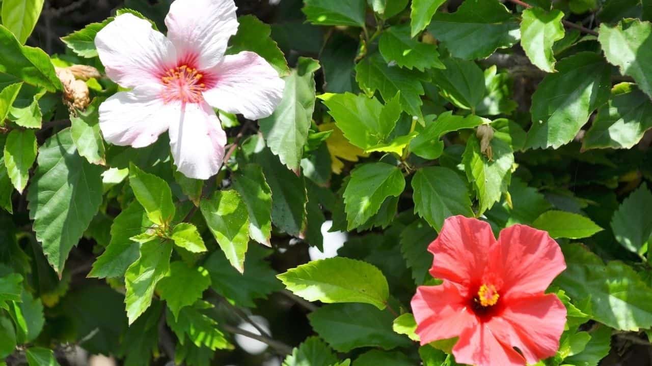 Are Hibiscus Deer-Resistant?