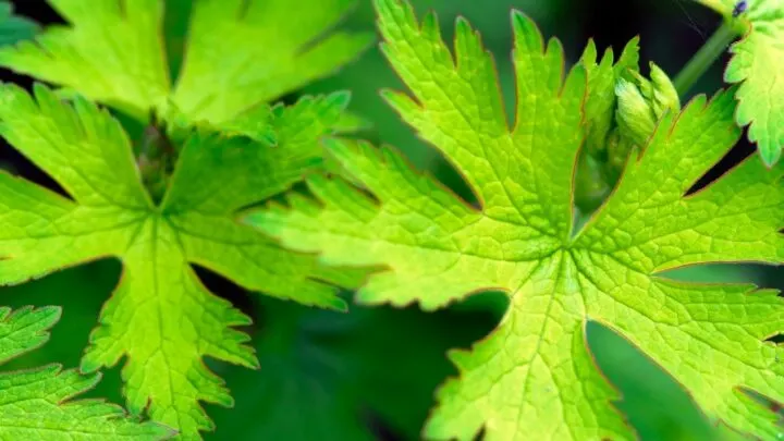 Why Are My Geranium Leaves Turning Yellow Oh My Plantophiles