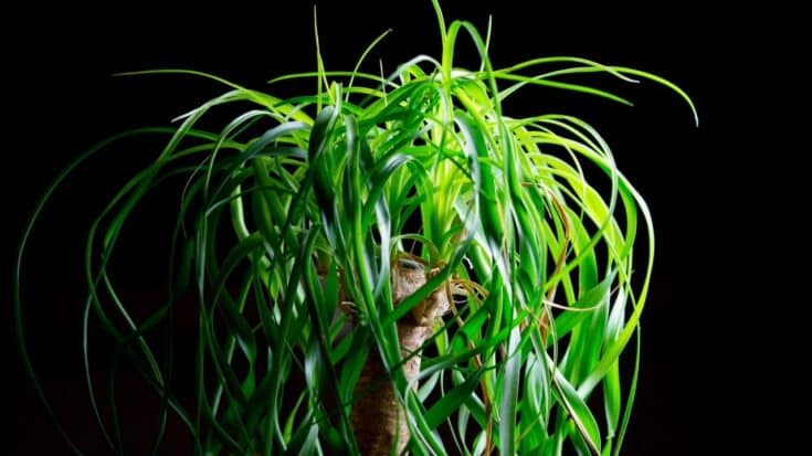 why-is-my-ponytail-palm-dying-how-to-recover