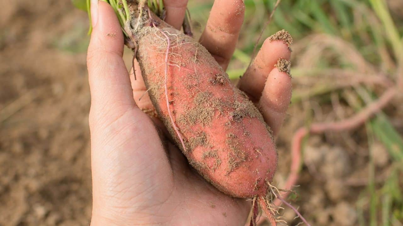 11 Best Underground Vegetables — The Ultimate Guide 10