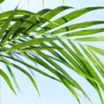 How to Repot a Majesty Palm? Well, Here's How! 7