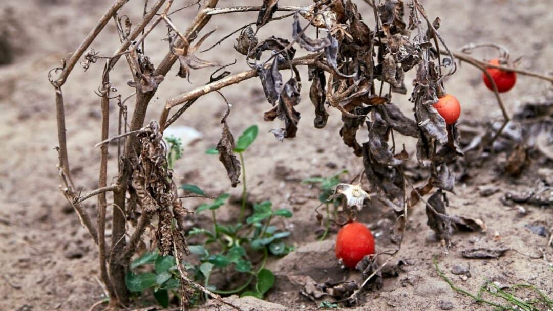 how-to-revive-a-dying-tomato-plant-read-this