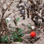How To Revive A Dying Tomato Plant - Read This! 1