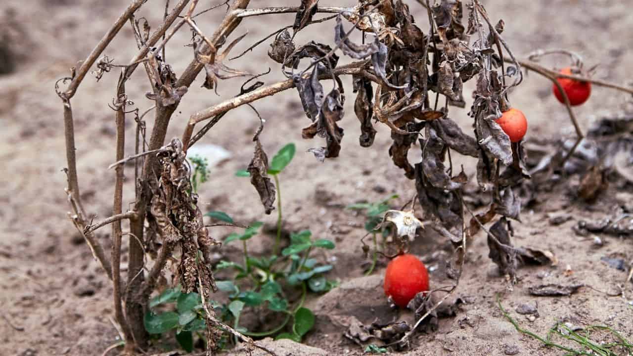 How To Revive A Dying Tomato Plant - Read This! 35