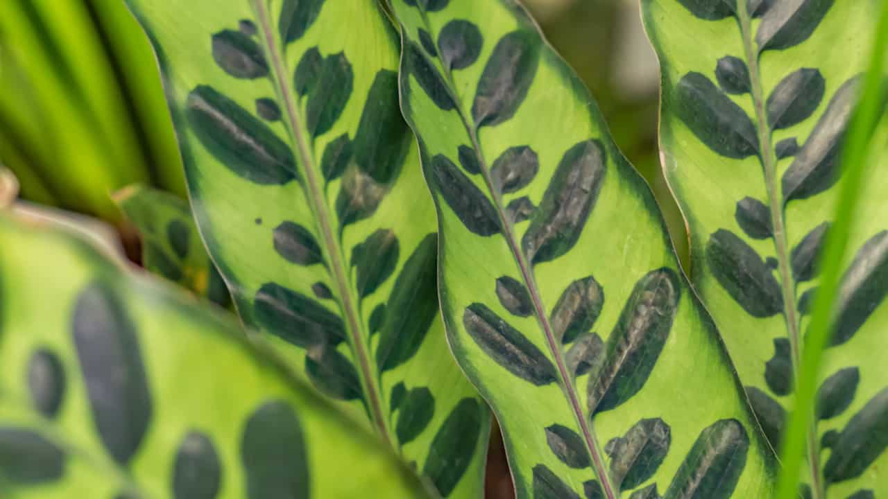 Calathea lancifolia (Rattlesnake)