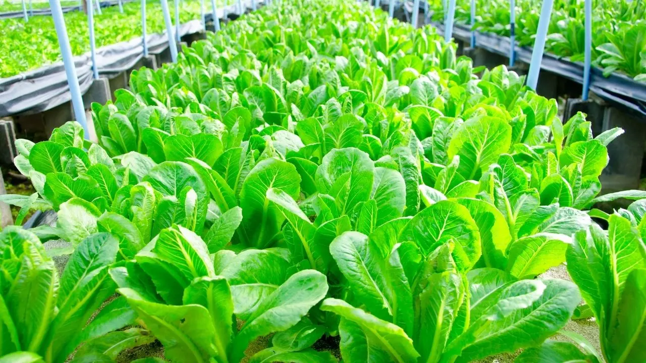 15 Best Vegetables for Hydroponics 2