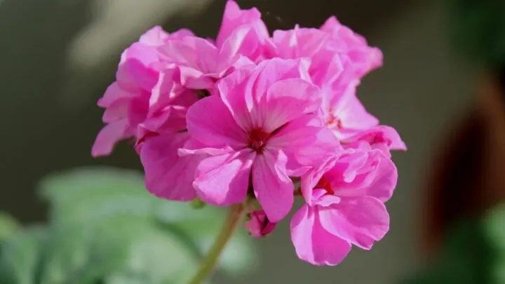 How to Prune Geraniums &ndash; Growth Hacks