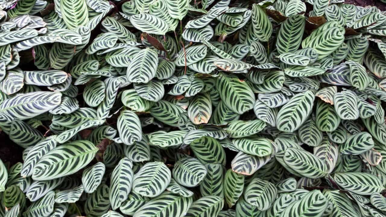 Calathea Concinna (Zebra)