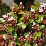 How To Grow Indian Hawthorn – A Complete Guide 3