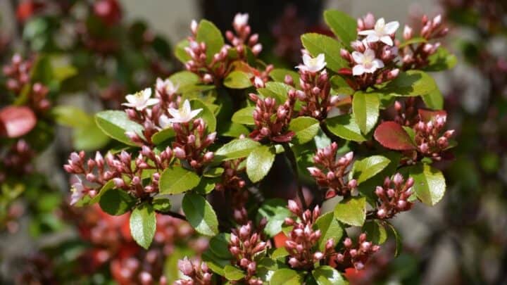 How To Grow Indian Hawthorn – A Complete Guide