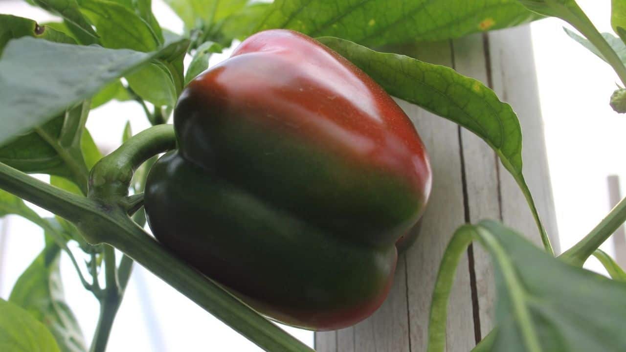 15 Best Vegetables for Hydroponics 4