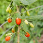 Where to Plant a Goji Berry in the Garden? Hmm! 3