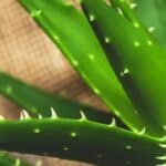 Why is my Aloe Vera Dying? - 10 Possible Reasons 1