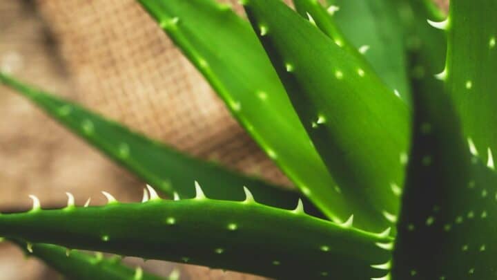 Why is my Aloe Vera Dying? – 10 Possible Reasons