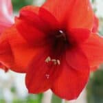 Hibiscus Pests and Diseases - What You Have to Know 9