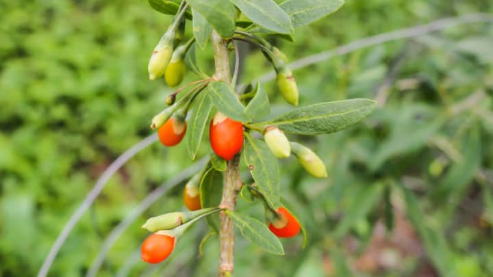 Where to Plant a Goji Berry in the Garden? Hmm!