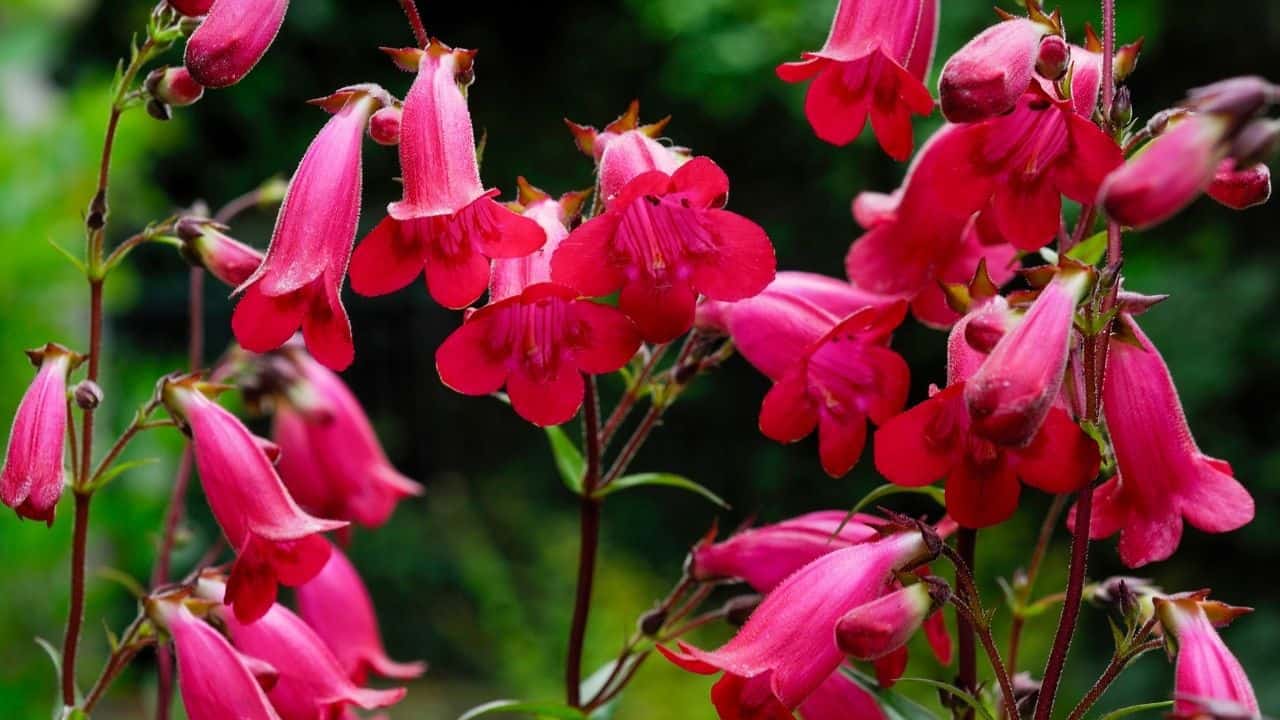 15 Best Plants for West Facing Gardens – Enjoy the Afternoon Sun! 9
