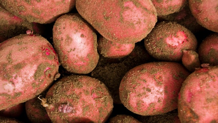 How to Grow Red Potatoes – A Definite Guide